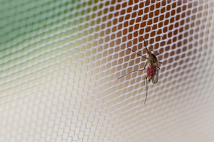 Siatka moskitiery - ochrona przed owadami