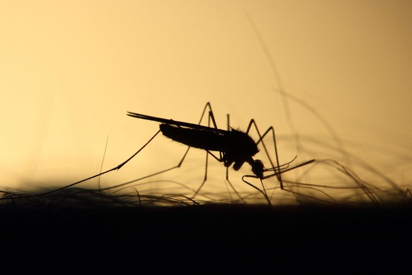 poznaj metody na komary